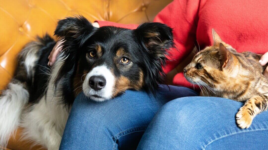 Γάτα και σκύλος στην αγκαλιά του ιδιοκτήτη
