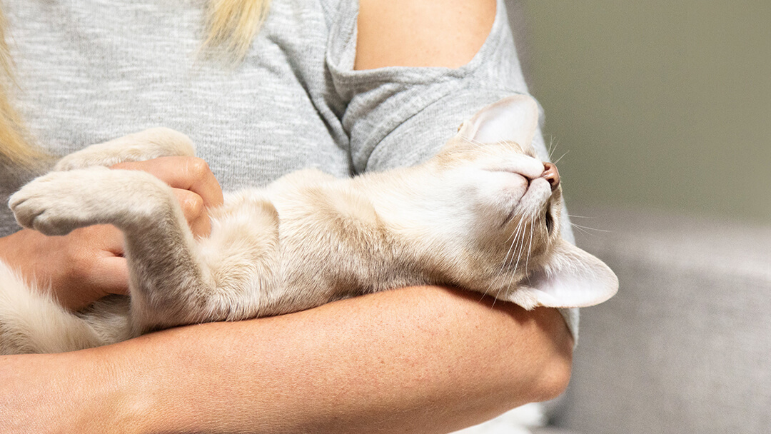 Γάτα που βρίσκεται στην αγκαλιά της γυναίκας