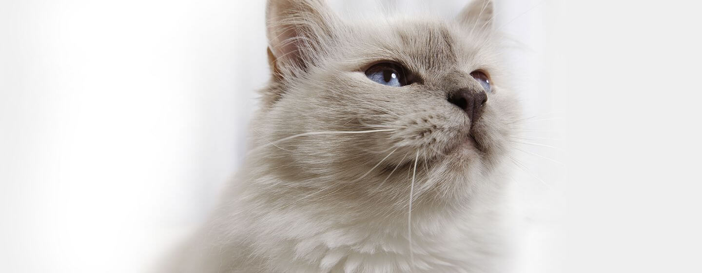 Αφράτη γκρίζα γάτα με γαλάζια μάτια.