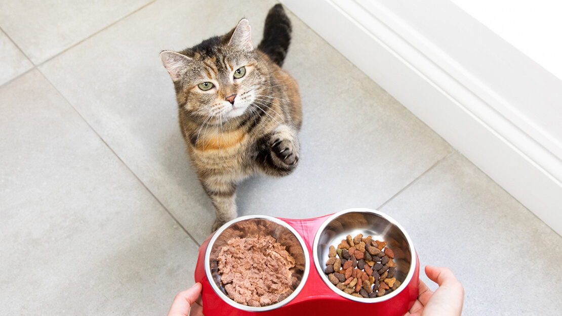 Σελίδα καταχώρισης τροφών για γάτες