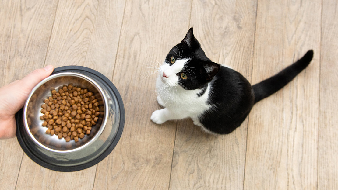Σελίδα καταχώρισης τροφών για γάτες χωρίς σιτηρά