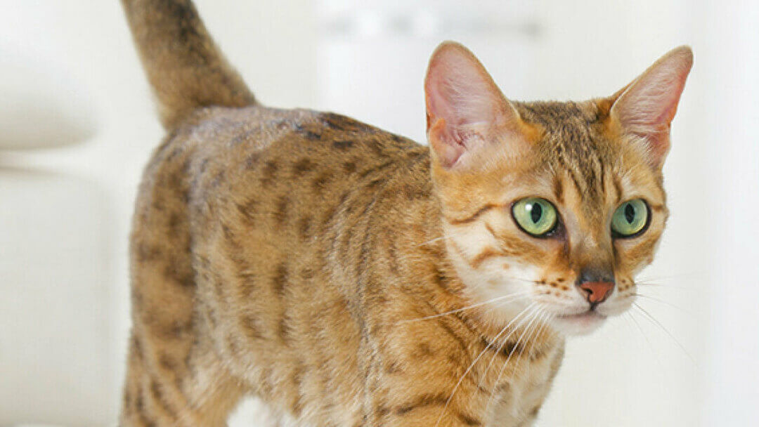 Βεγγαλική γάτα με πράσινα μάτια