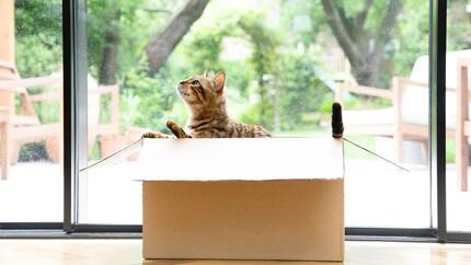 Γάτα της Βεγγάλης που κάθεται σε ένα κινούμενο κουτί