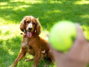 Σκύλος που παρακολουθεί μπάλα του τένις