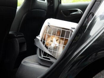 Γάτα στο μεταφορέα στο αυτοκίνητο