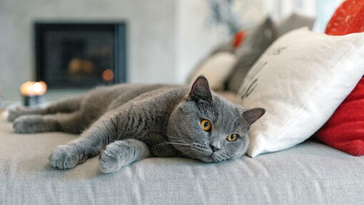 Η βρετανική κοντότριχη γάτα κοιμάται στον καναπέ