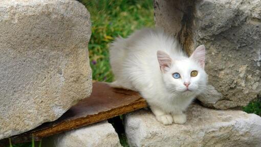 Τουρκική γάτα Van κάθεται στον κήπο