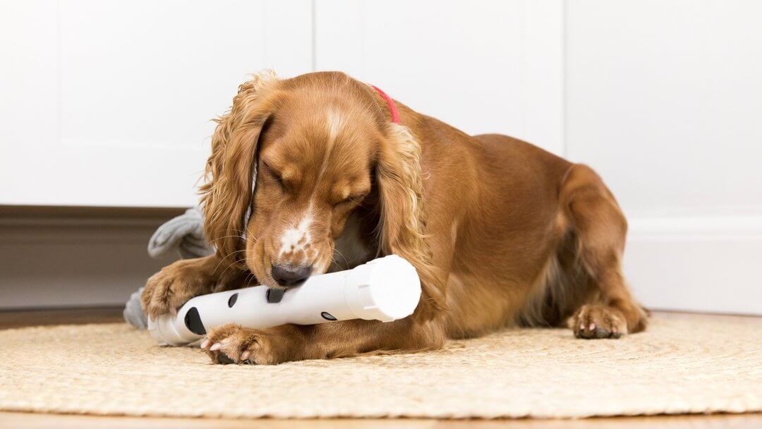 Brown Spaniel playing with toy, lying down.