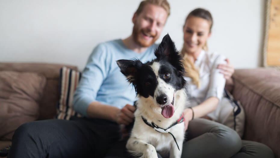 Couple sat on sofa with Collie