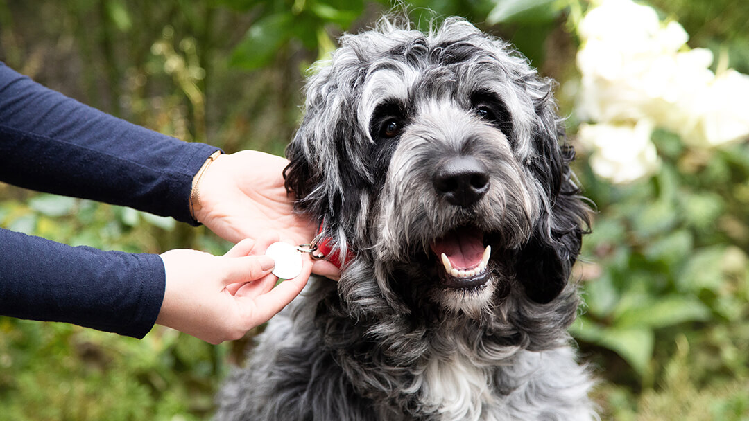 Looking at dog's collar