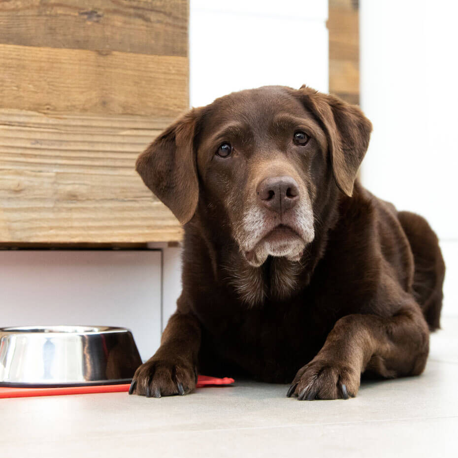 senior labrador laying next to bowl of food