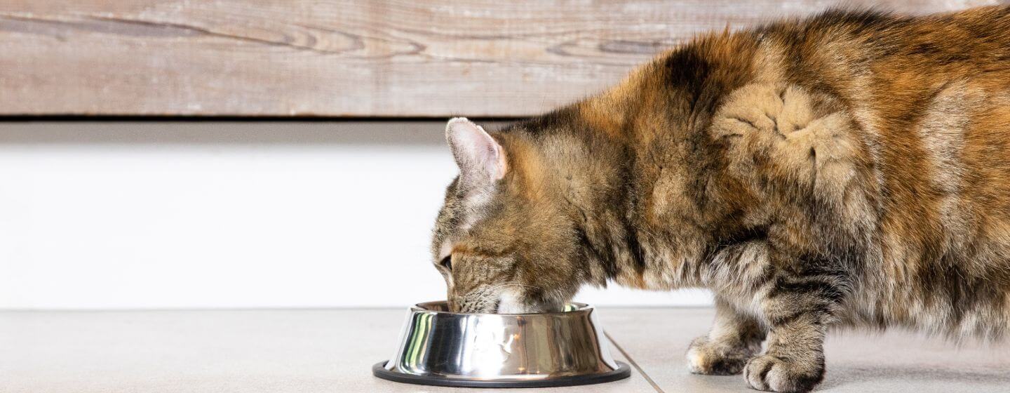 Dark patchy cat drinking water from steel bowl on the floor.