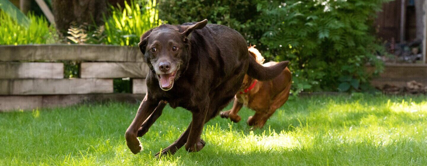 Chocolate Labrador running around the garden.