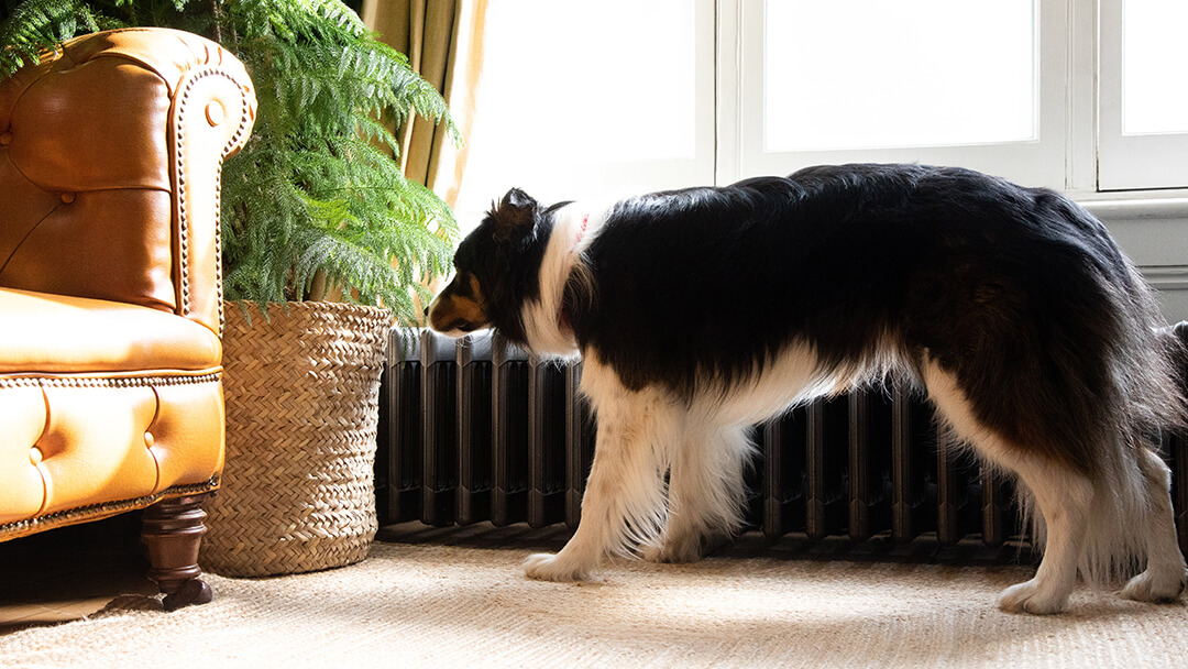 Dog sniffing plant in living room