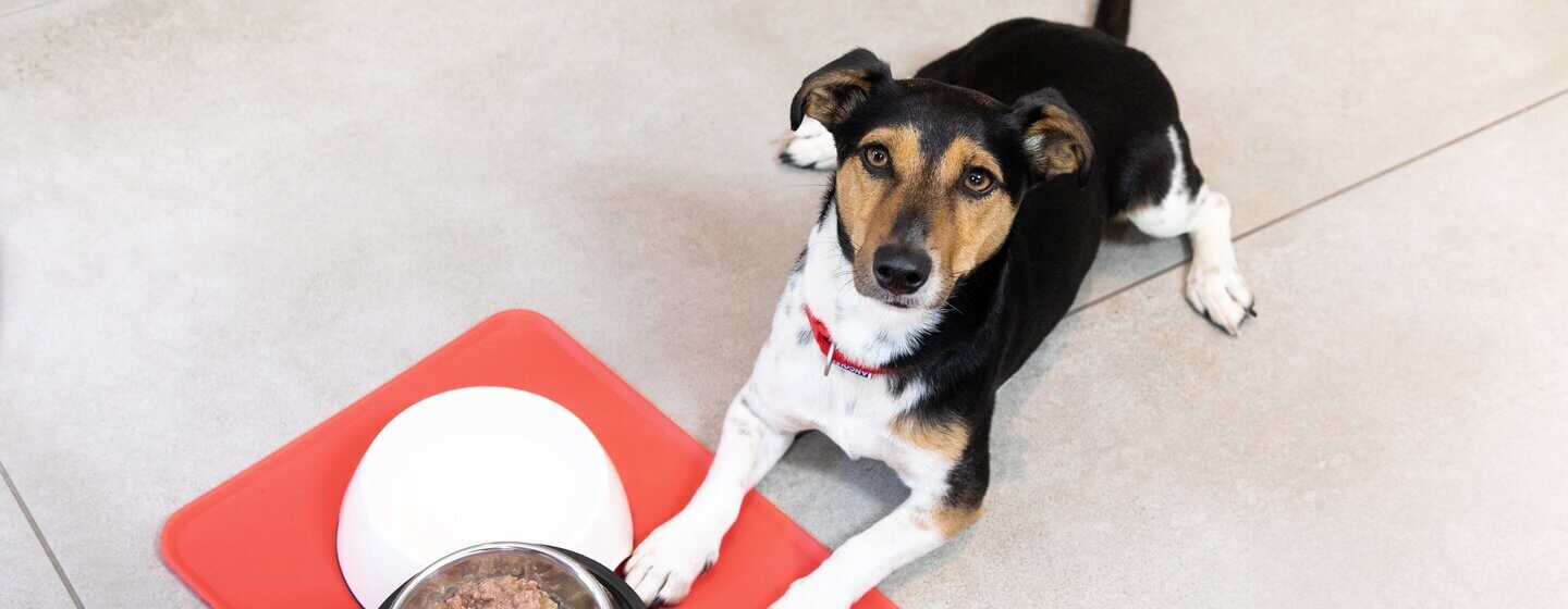 Puppy given food in bowls