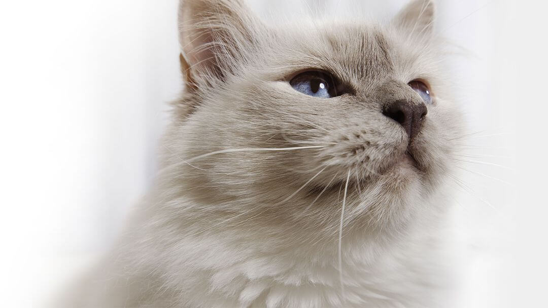 Αφράτη γκρίζα γάτα με γαλάζια μάτια.