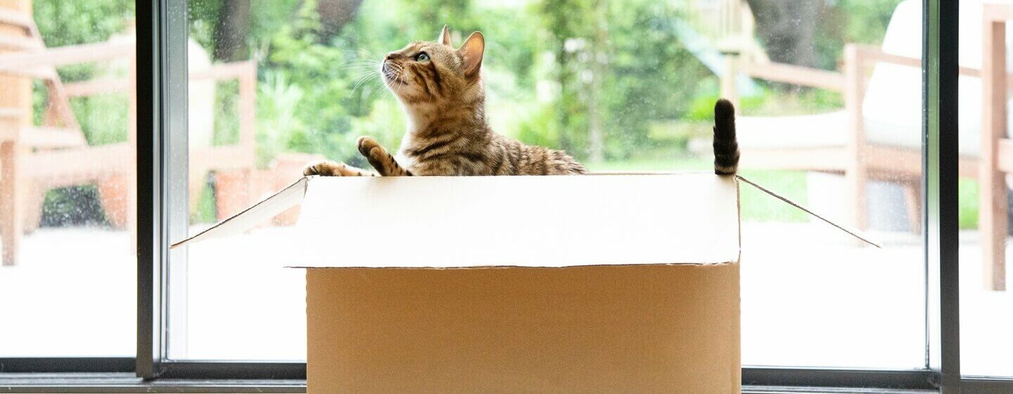 Γάτα της Βεγγάλης που κάθεται σε ένα κινούμενο κουτί