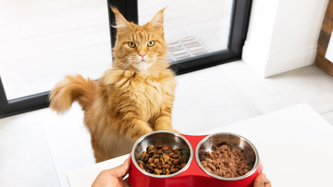 Σελίδα καταχώρισης τροφών για ενήλικες γάτες