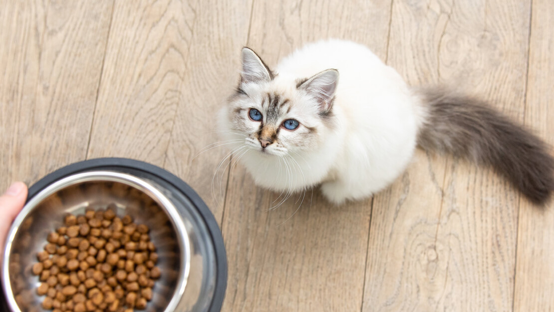 Σελίδα καταχώρισης ξηρών τροφών για γατάκια