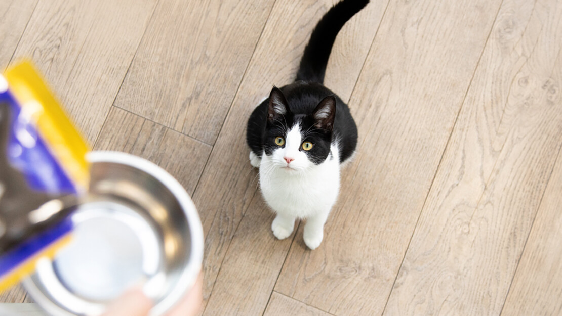 Σελίδα καταχώρισης υγρών τροφών για γατάκια 