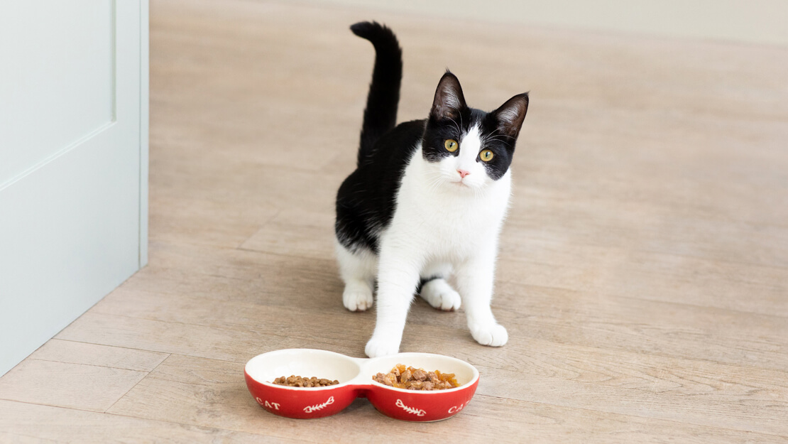 Σελίδα καταχώρισης τροφών για γατάκια