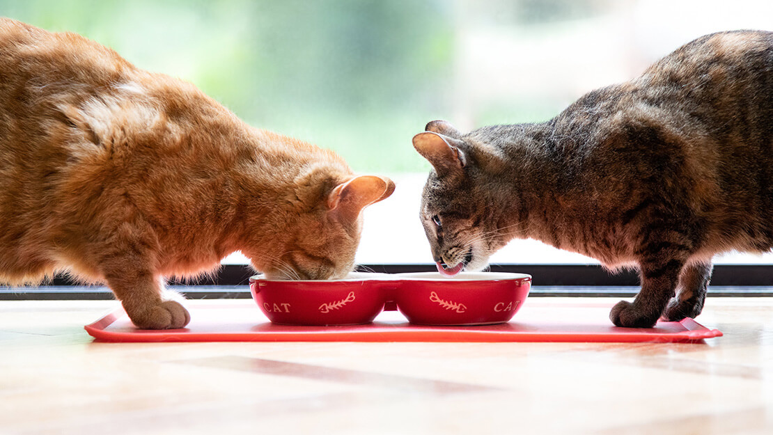 Σελίδα καταχώρισης τροφών για στειρωμένες γάτες