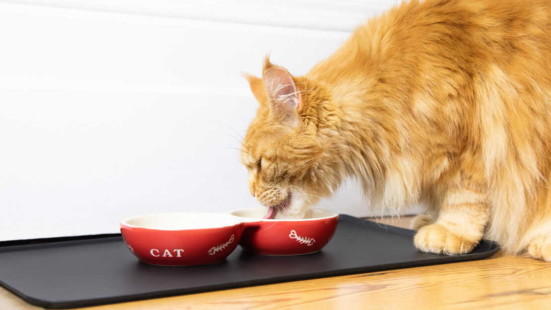 Σελίδα καταχώρισης τροφών για γάτες για τη φροντίδα των νεφρών
