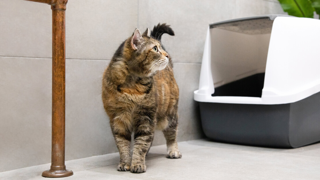 Σελίδα καταχώρισης τροφών για γάτες για ουροποιητική φροντίδα