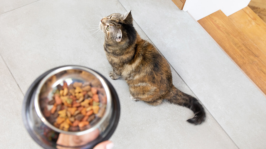Σελίδα καταχώρισης γαστρεντερικών τροφών για γάτες
