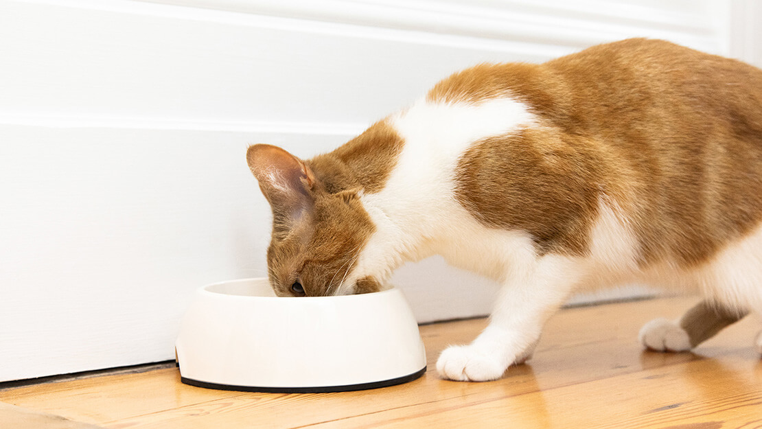 Σελίδα καταχώρισης τροφών για γάτες με ευαίσθητη πέψη
