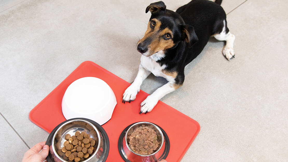 Σελίδα καταχώρισης τροφών για ενήλικες σκύλους