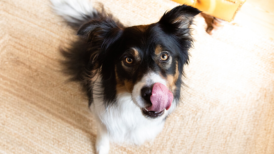 Σελίδα καταχώρισης τροφών για σκύλους με ευαίσθητη πέψη