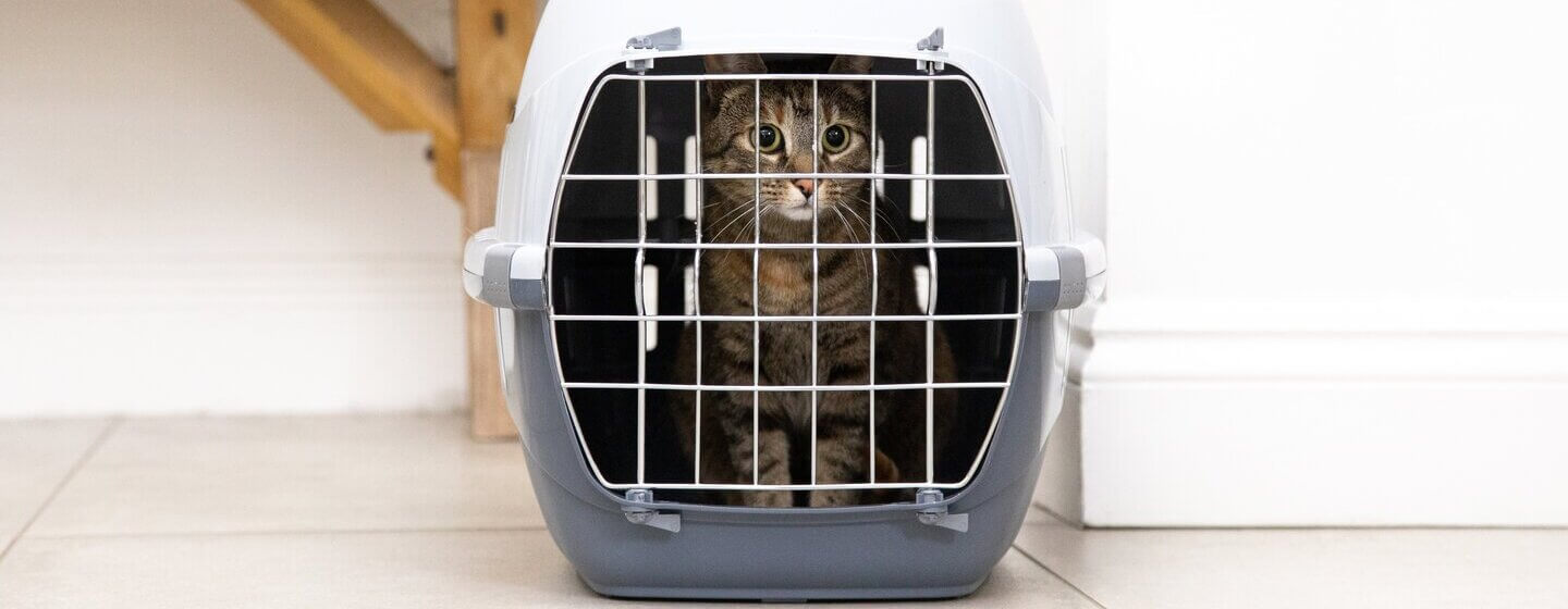 Σκούρα γούνα σε ένα κλουβί γάτας.