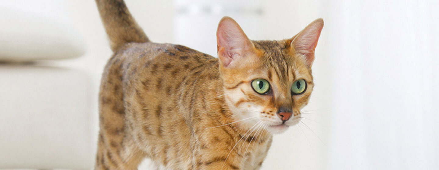Βεγγαλική γάτα με πράσινα μάτια