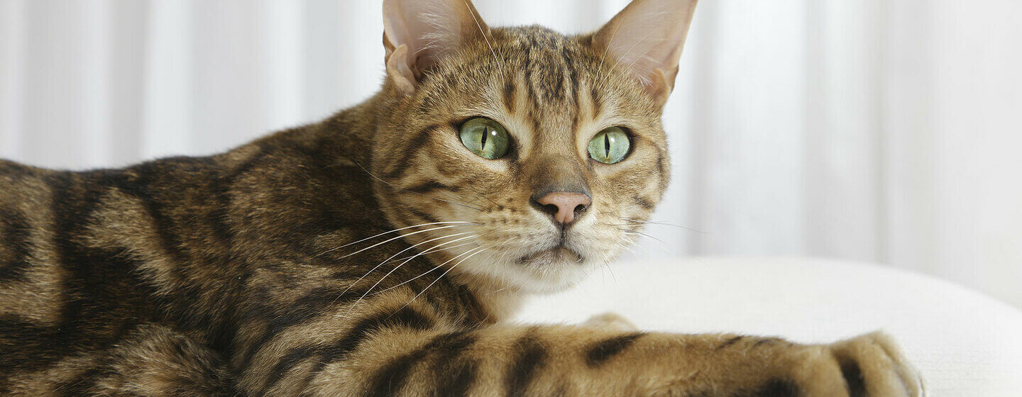 κοντινό πλάνο της γάτας της Βεγγάλης με τα πράσινα μάτια