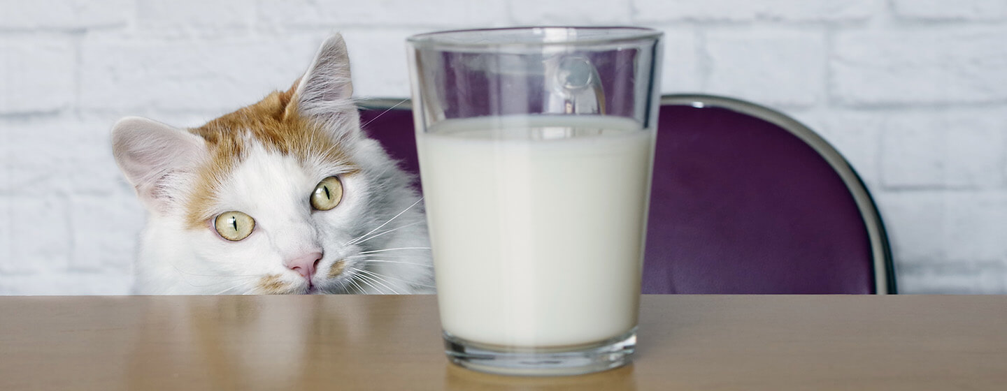 γάτα που κοιτάζει το γάλα