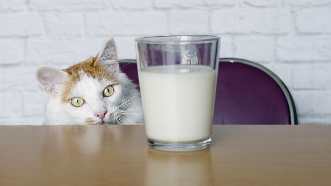 γάτα που κοιτάζει το γάλα