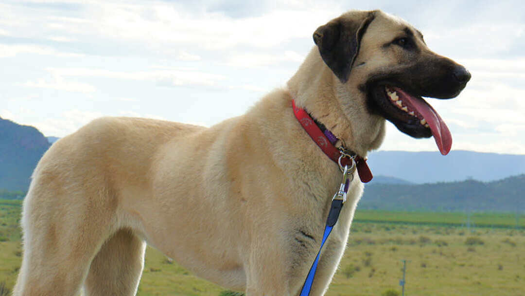Σκύλος που στέκεται στο χωράφι με βουνά στο παρασκήνιο