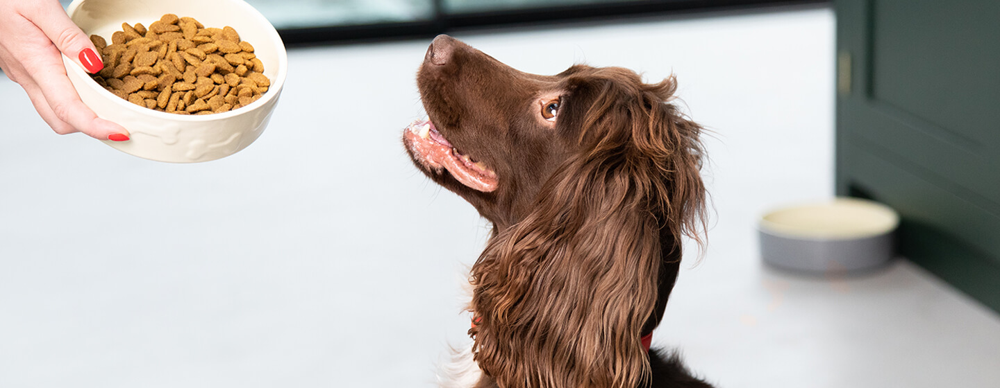 spaniel looking up at dog food bowl