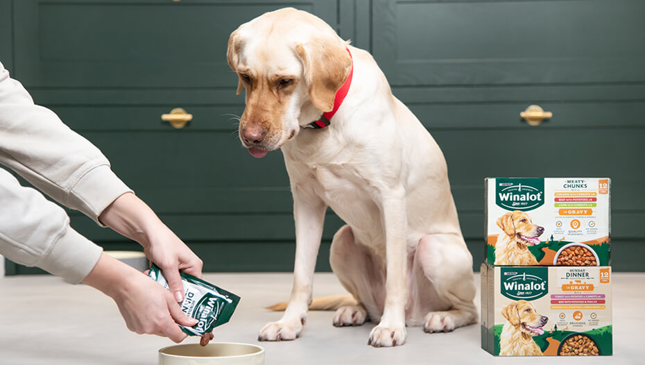 labrador being served winalot wet dog food