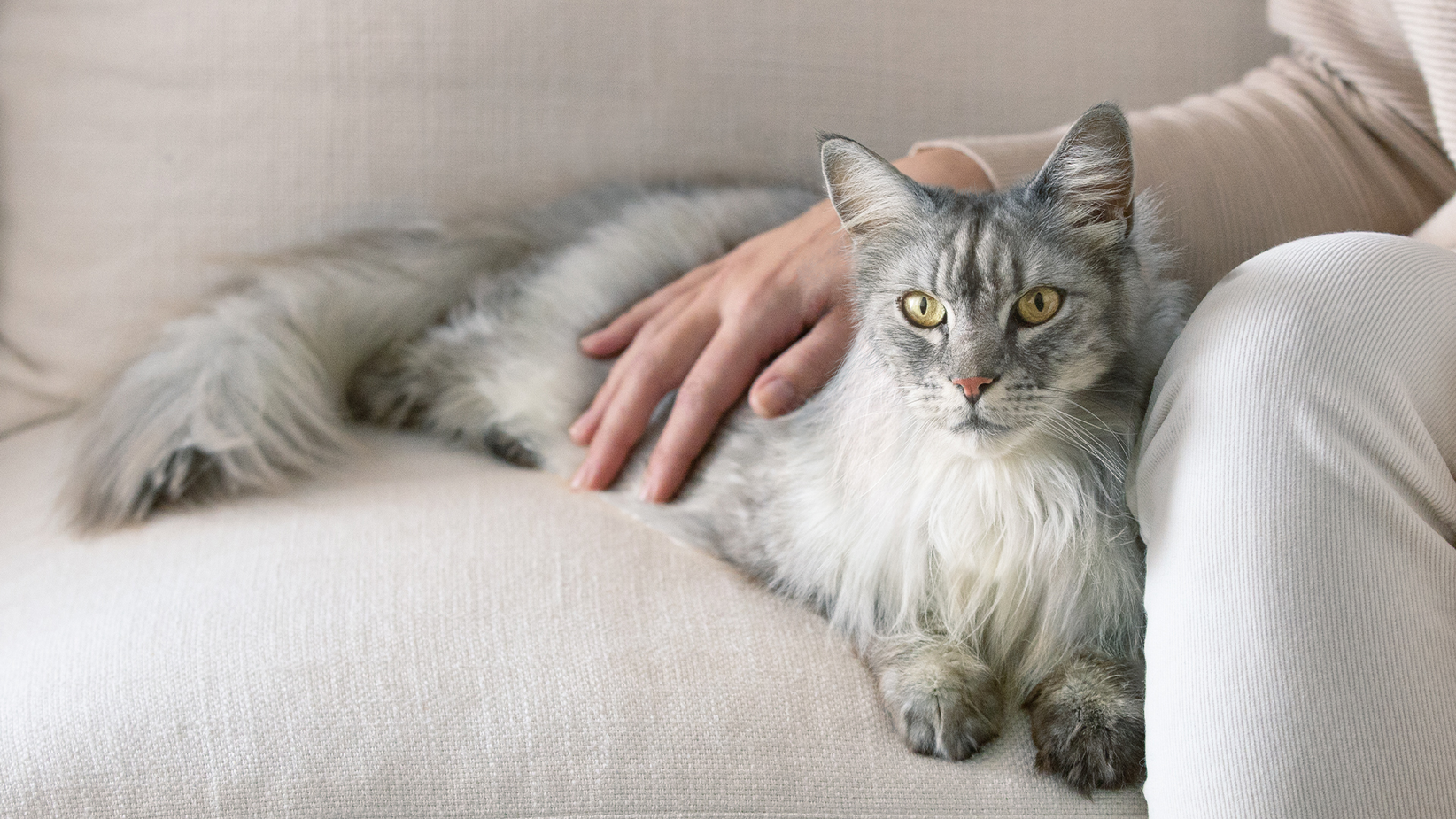 Γκρίζα γάτα με μακρύ τρίχωμα ξαπλωμένη σε έναν καναπέ με το χέρι του ιδιοκτήτη της στην πλάτη της