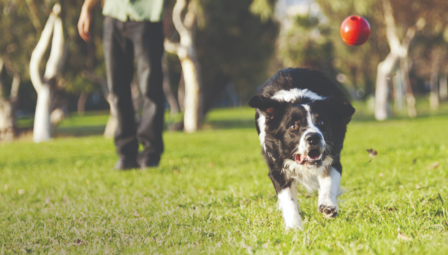 Border Collie κυνηγά μια κόκκινη μπάλα πάνω στο γρασίδι