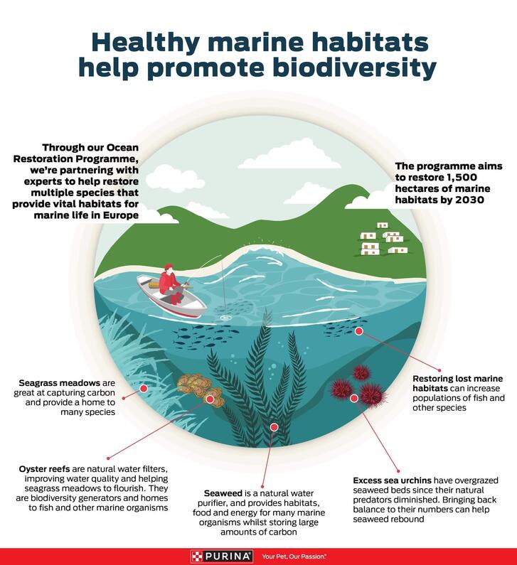 Ocean restoration infographic
