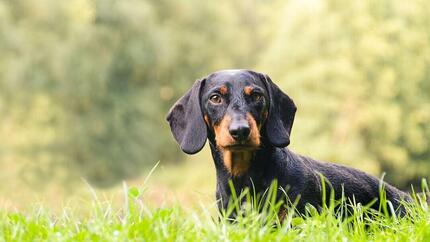 Dachshund στο γρασίδι