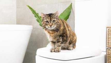 Γάτα που κάθεται στο μπάνιο