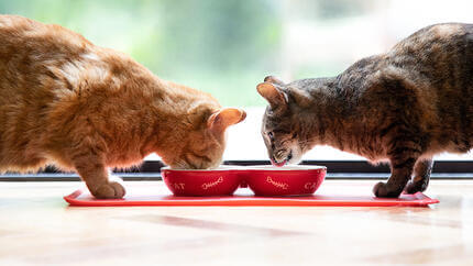 Δύο γάτες που τρώνε από ένα κόκκινο μπολ