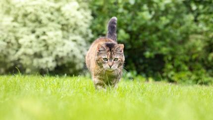 Cat prowling in grass