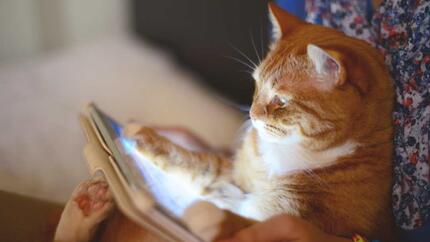 Cat looking at the ipad