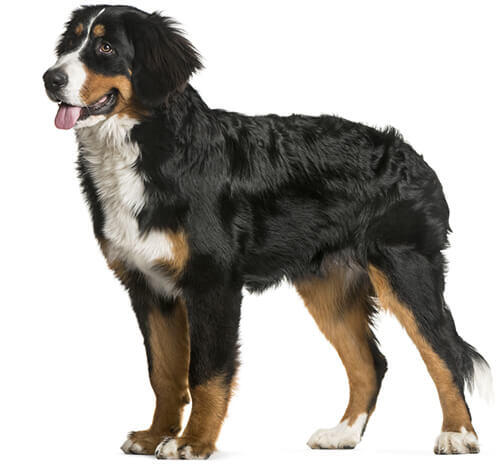 Bernese Mountain Dog