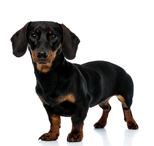 Dachshund (Miniature Smooth-Haired)